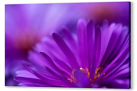 Постер (плакат) - Фиолетовый цветок