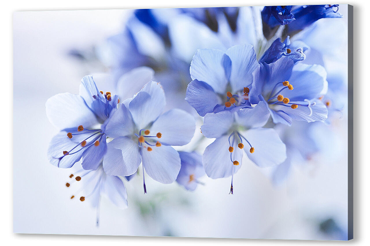 Постер (плакат) - Голубые цветы