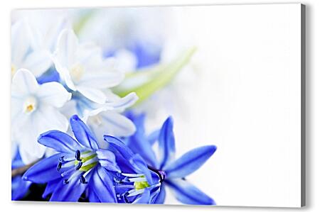 Постер (плакат) - Белые и синие цветы