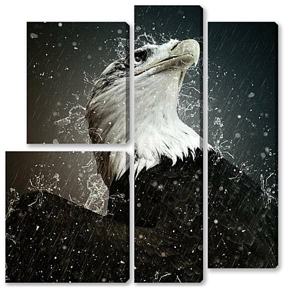 Модульная картина - Белоголовый