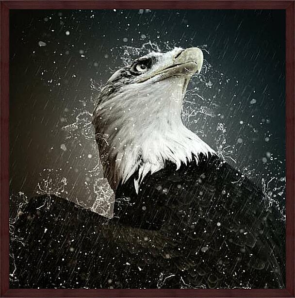 Картина - Белоголовый