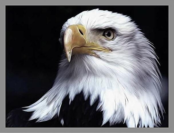 Картина - Взгляд орлана