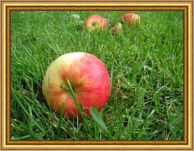 Картина - Яблоко в траве