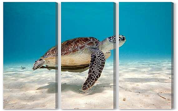 Модульная картина - Черепаха