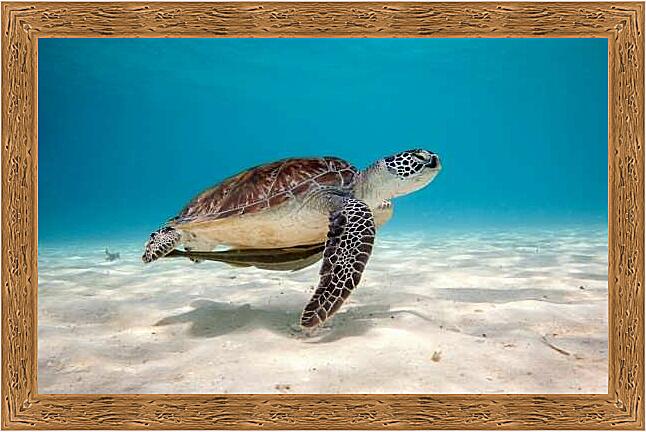 Картина - Черепаха