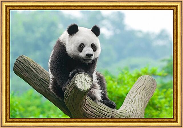 Картина - Панда на дереве
