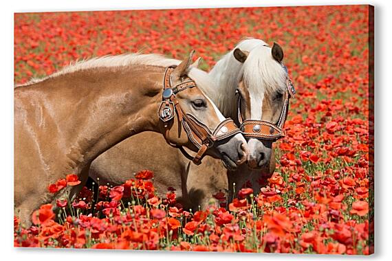Картина маслом - Пара лошадей в маковом поле