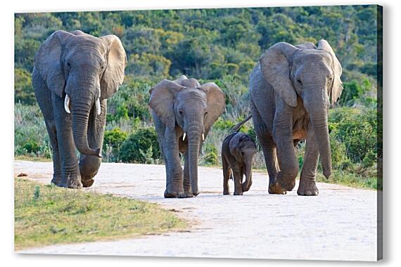 Постер (плакат) - Семья слонов
