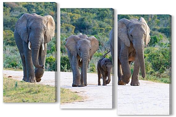 Модульная картина - Семья слонов