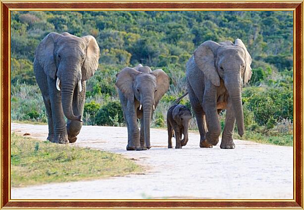Картина - Семья слонов