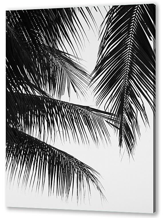 Постер (плакат) - Пальмовые ветви