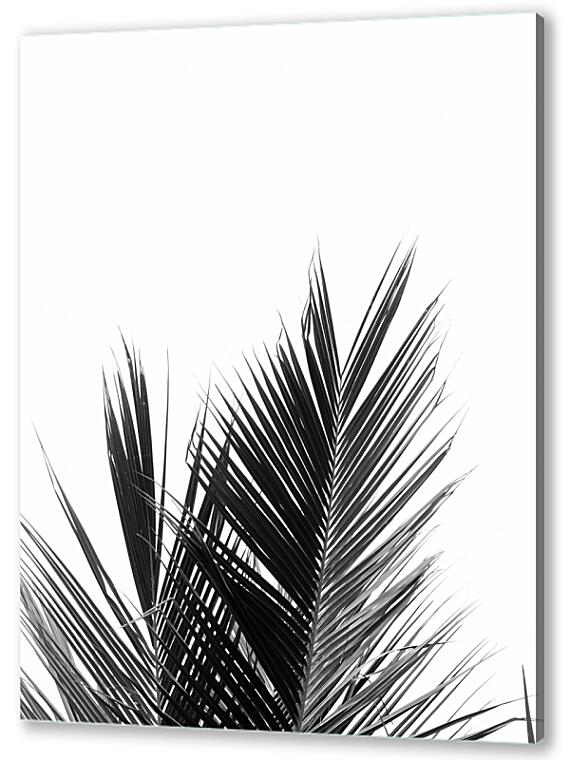 Пальмовые ветки