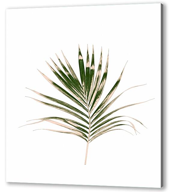 Постер (плакат) - Ветка пальмы
