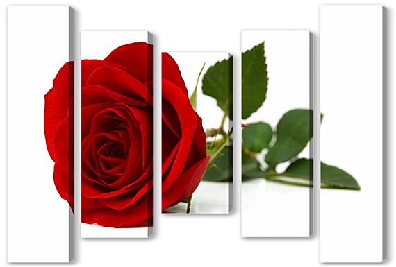 Модульная картина - Роза
