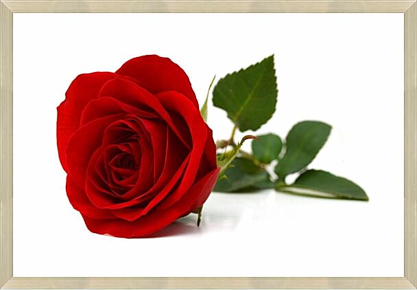 Картина - Роза