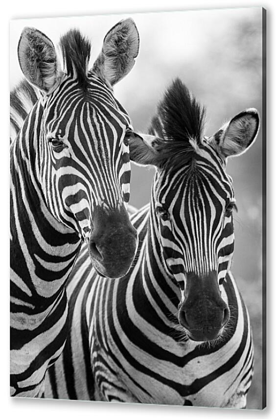 Картина маслом - Две зебры