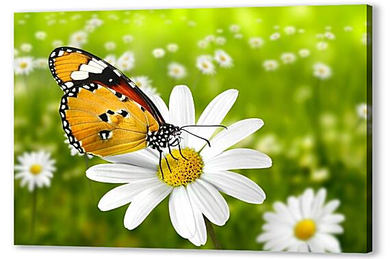 Картина маслом - Бабочка на ромашке