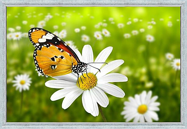 Картина - Бабочка на ромашке