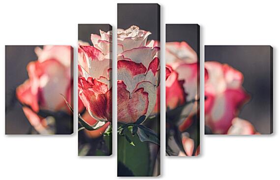 Модульная картина - Розы