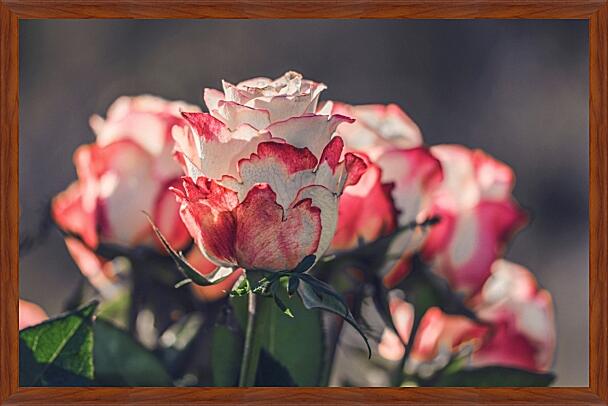 Картина - Розы