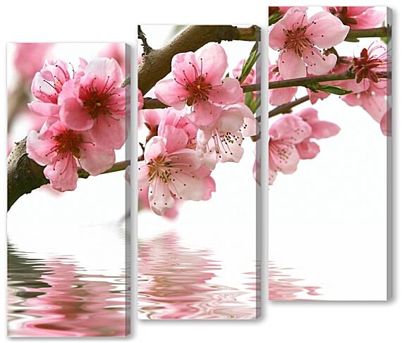 Модульная картина - Весна, сакура над водой