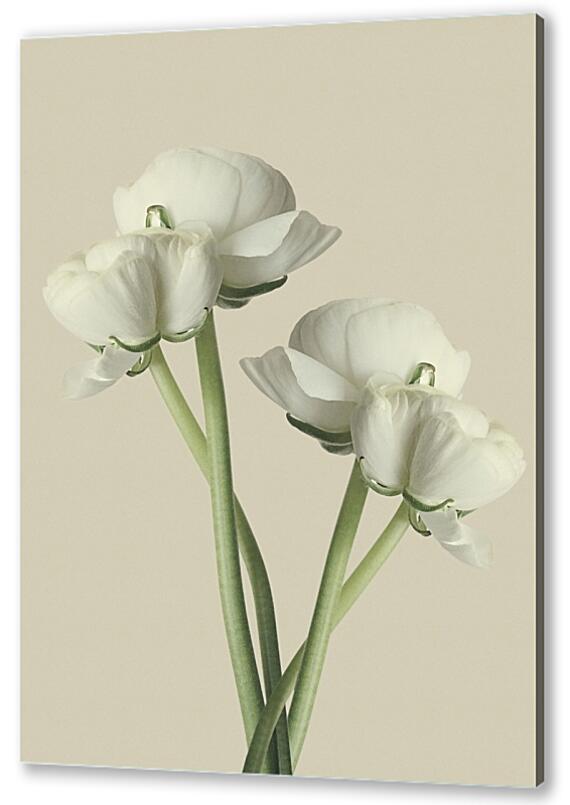 Постер (плакат) - Белый цветок №1