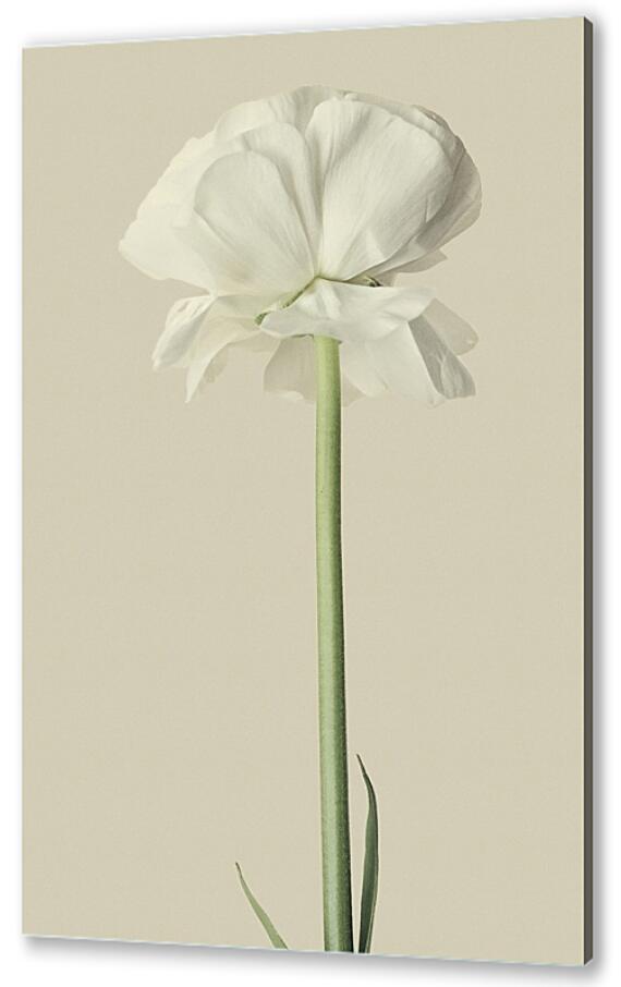 Постер (плакат) - Белый цветок №2