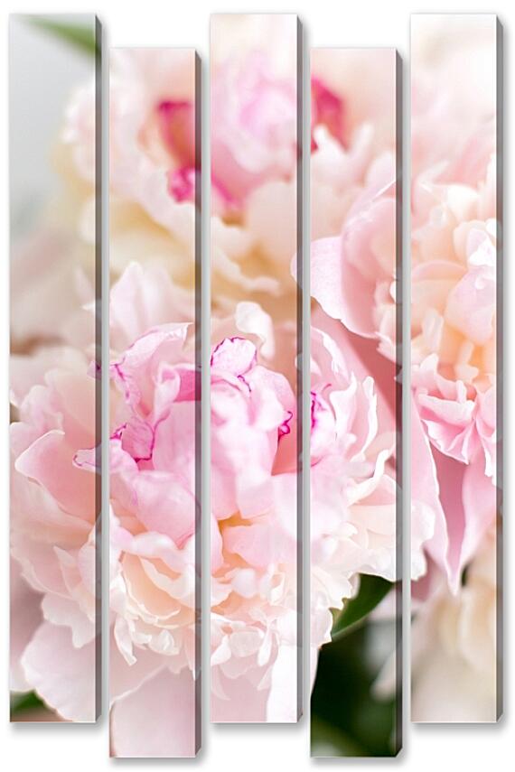 Модульная картина - Пионы №1