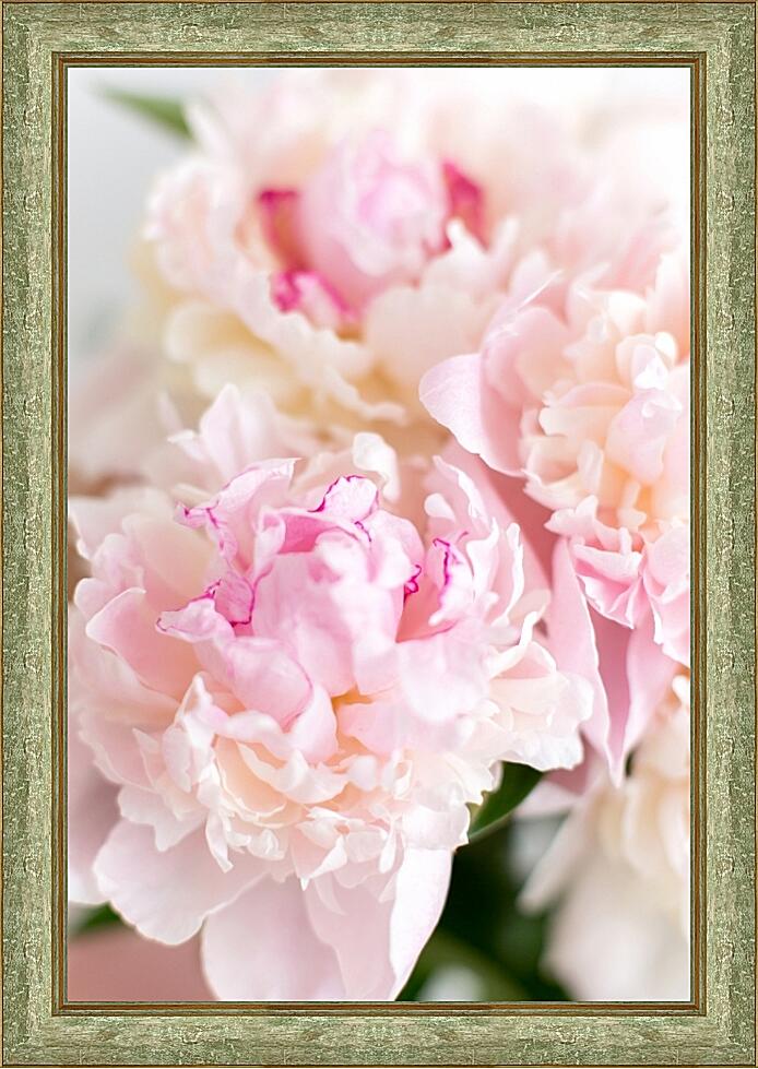 Картина - Пионы №1