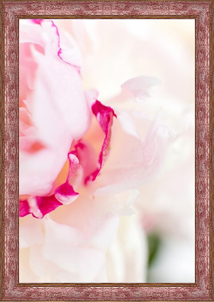 Картина - Пионы №2