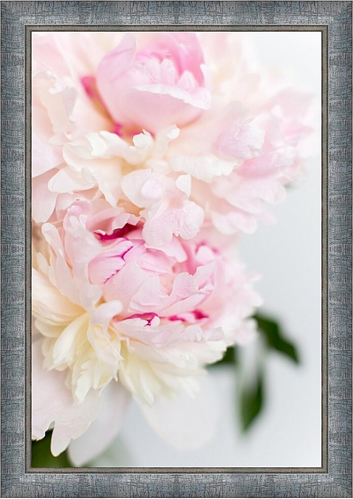 Картина - Пионы №3