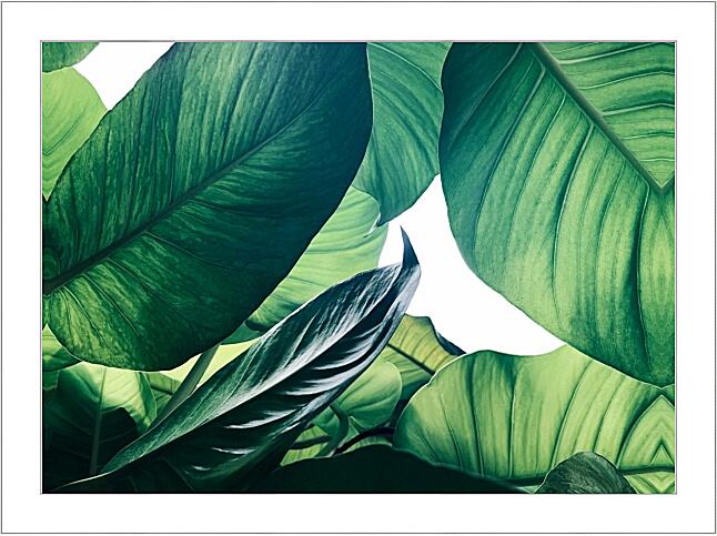 Картина - Зеленые листья №3