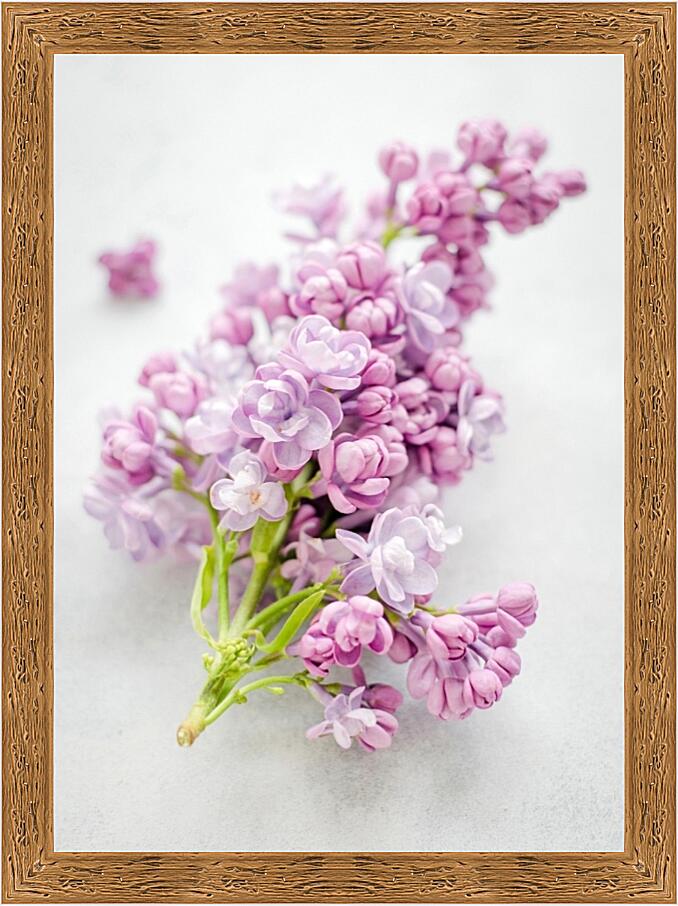 Картина - Соцветия №1