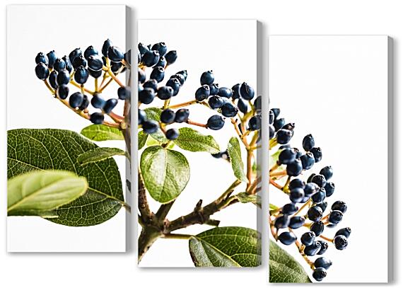 Модульная картина - Соцветия №2