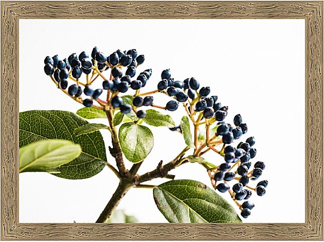 Картина - Соцветия №2