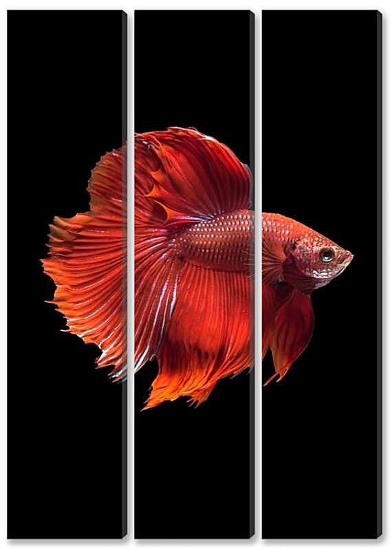 Модульная картина - Рыбка Халф Мун №1