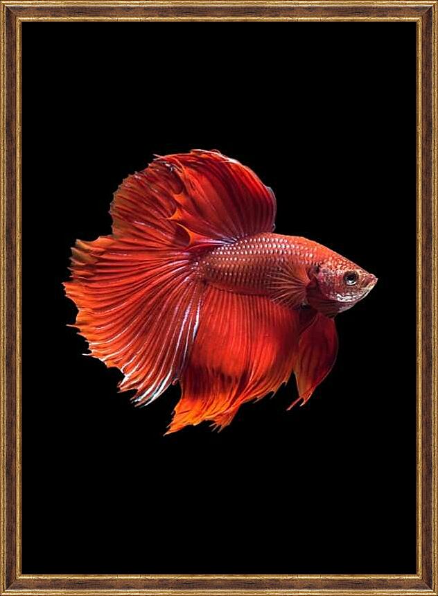 Картина - Рыбка Халф Мун №1