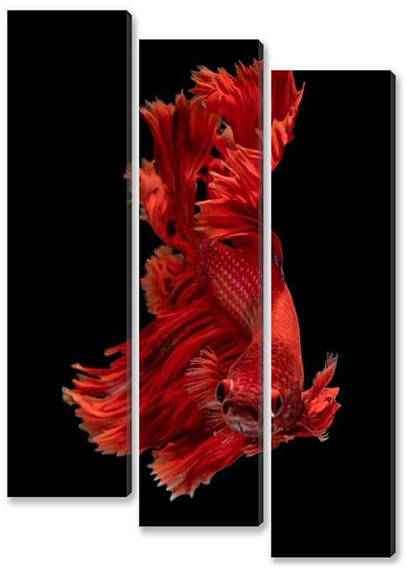 Модульная картина - Рыбка Халф Мун №2