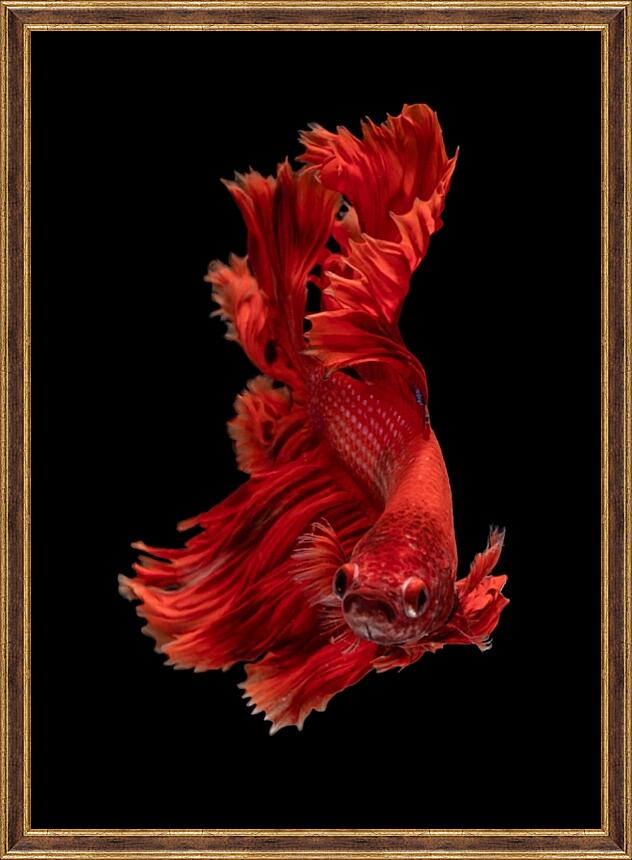 Картина - Рыбка Халф Мун №2