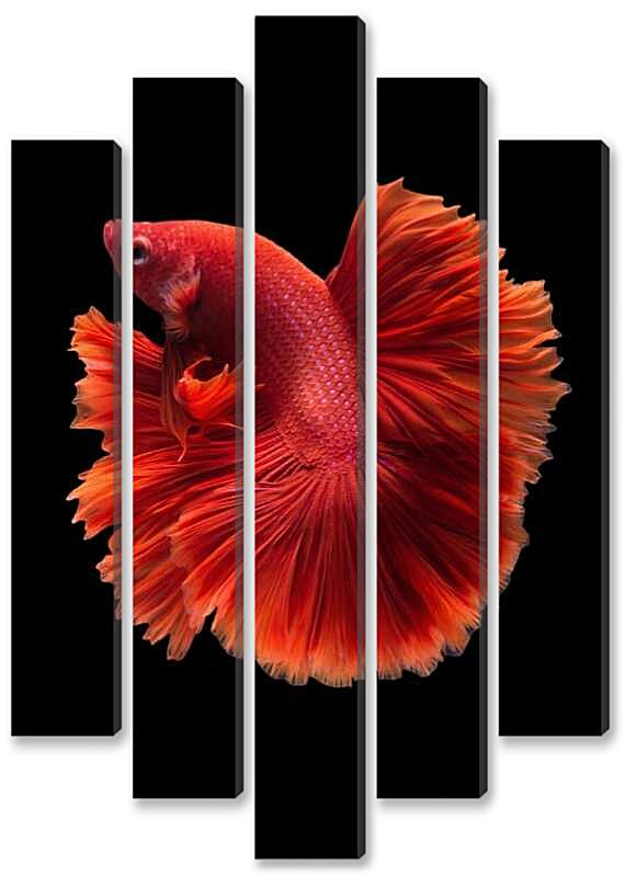 Модульная картина - Рыбка Халф Мун №3