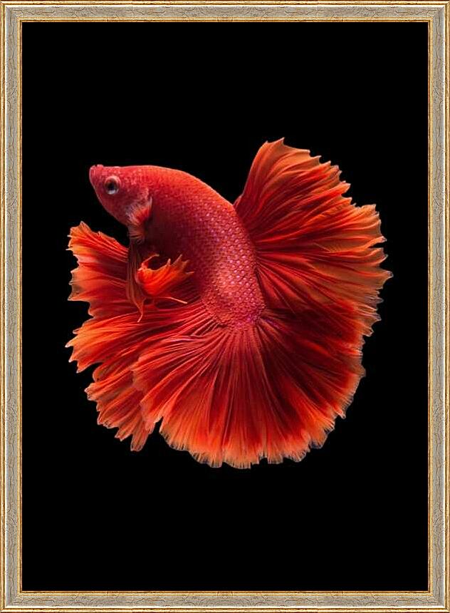 Картина - Рыбка Халф Мун №3