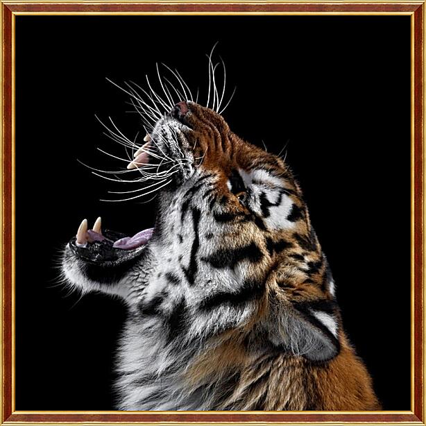 Картина - Тигр №2