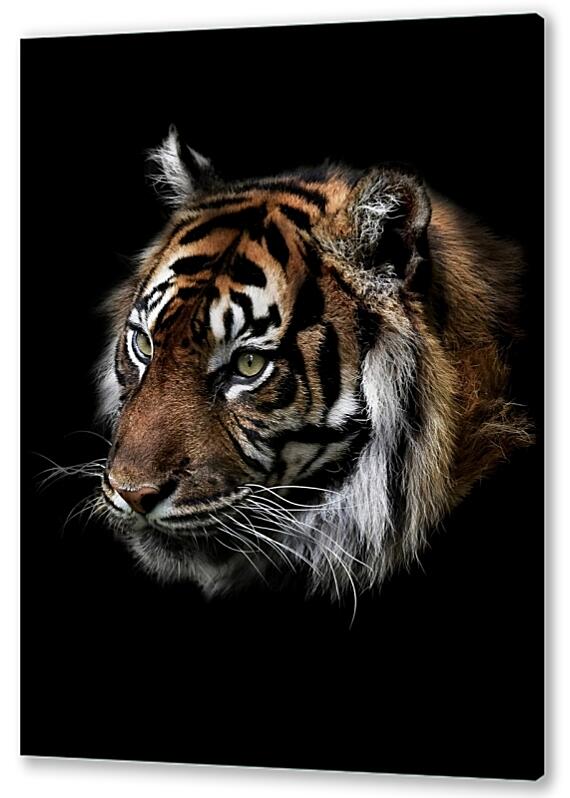 Постер (плакат) - Тигр №3