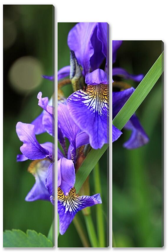 Модульная картина - Ирис