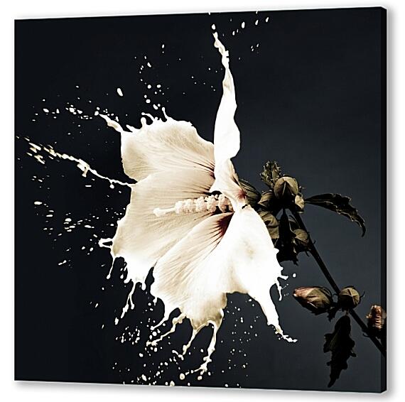 Картина маслом - Цветок белый с брызгами