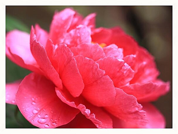 Картина - Пион красная камелия