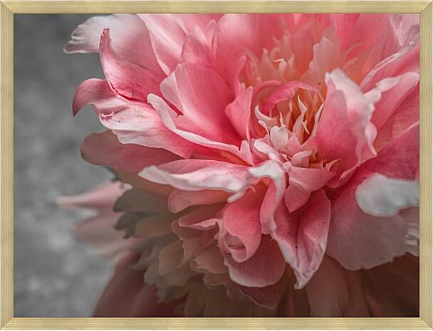 Картина - Пион