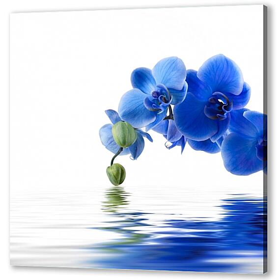 Постер (плакат) - Орхидея фаленопсис синяя