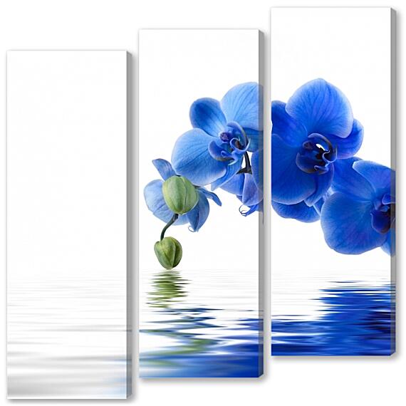 Модульная картина - Орхидея фаленопсис синяя