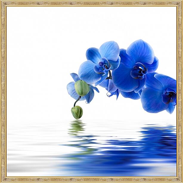 Картина - Орхидея фаленопсис синяя